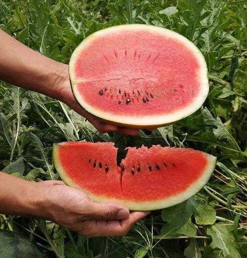 这个季节吃瓜,瓜果飘香——夏季必尝时令美味