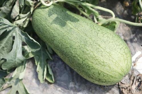这个季节吃瓜,瓜果飘香——夏季必尝时令美味