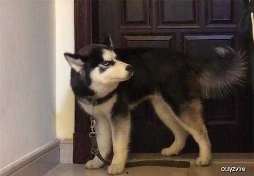 哈士奇吃瓜被咬,宠物安全意识引关注