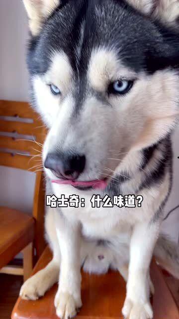 哈士奇吃瓜被咬,宠物安全意识引关注