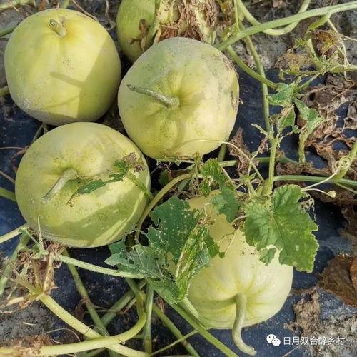 电话吃瓜,揭秘娱乐圈幕后故事