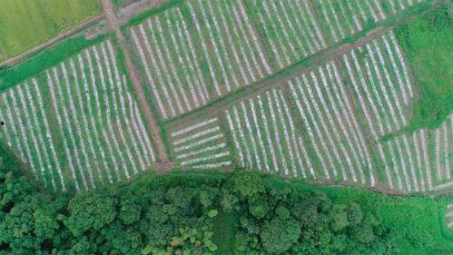 吃瓜小熊新余,揭秘网红美食背后的故事