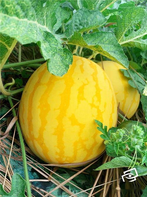 跟历史吃瓜,那些年我们一起“吃瓜”的故事