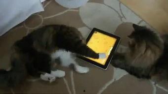 仓鼠吃瓜搞笑视频,萌态可掬引网友爆笑