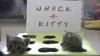 仓鼠吃瓜搞笑视频,萌态可掬引网友爆笑