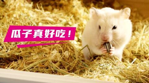仓鼠吃瓜搞笑视频,萌态可掬引网友爆笑