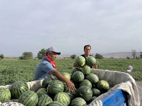 西樵吃瓜,探寻岭南特色美食之旅