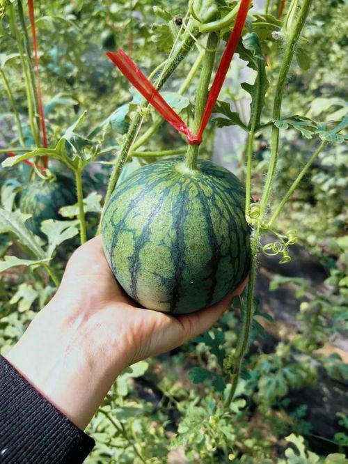 西樵吃瓜,探寻岭南特色美食之旅