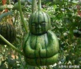 让网友吃瓜,吃瓜群众狂欢，揭秘娱乐圈最新热点事件