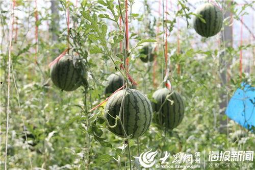 戚殿吃瓜视频,揭秘娱乐圈幕后故事