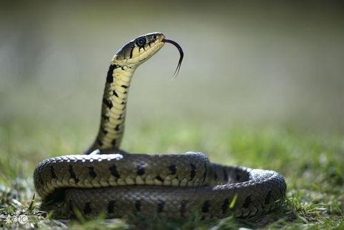 猪尾巴蛇理性吃瓜,揭秘网络现象背后的心理奥秘