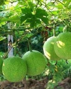 打春为啥吃萎瓜,探寻打春食俗的奥秘