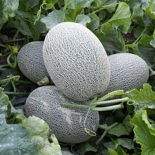 吃瓜群众爱喝汤,揭秘吃瓜群众钟爱汤饮的奥秘