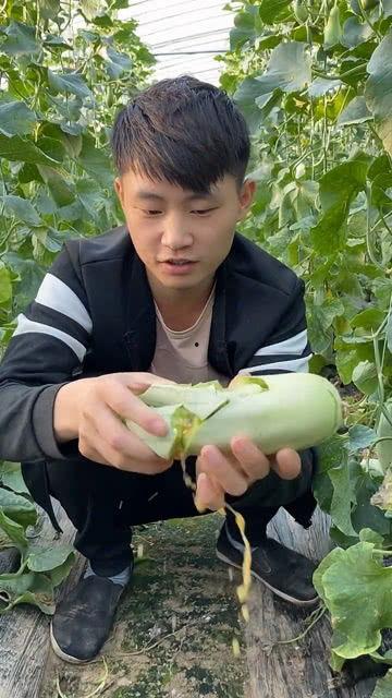 保山人吃羊角瓜