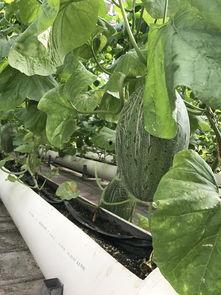 今日观赛吃瓜网,盘点赛场精彩瞬间，揭秘幕后花絮