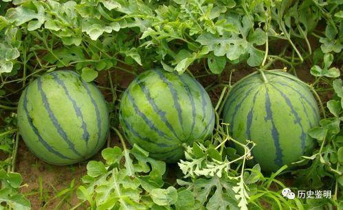 女子边吃瓜,女子边吃瓜边享受悠闲时光