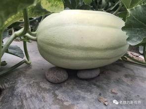 女子边吃瓜,女子边吃瓜边享受悠闲时光