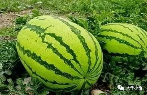 吃了小瓜吃大瓜会怎样,揭秘吃瓜技巧与收获