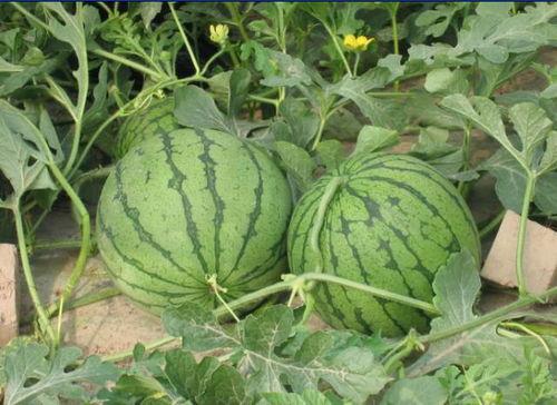 吃了小瓜吃大瓜会怎样,揭秘吃瓜技巧与收获