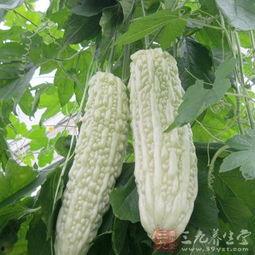 吃白凉瓜的好处与功效,清热解毒，润肺养颜的天然良药