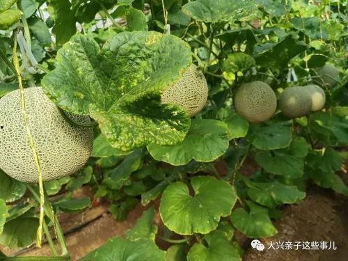 河北承德吃瓜信息,品味河北特色美食之旅