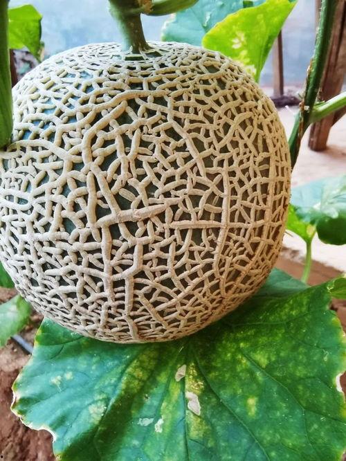 河北承德吃瓜信息,品味河北特色美食之旅