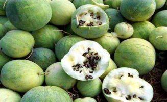 缅甸吃瓜黑料,那些鲜为人知的“吃瓜”黑料