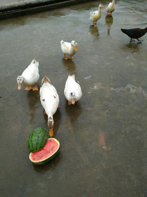 娱圈吃瓜鸭,揭秘“吃瓜鸭”背后的娱乐圈真相