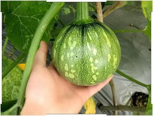 云南通威吃瓜,一场别开生面的“吃瓜”盛宴