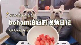 法斗哈密瓜可以吃吗,宠物与美食的和谐共融