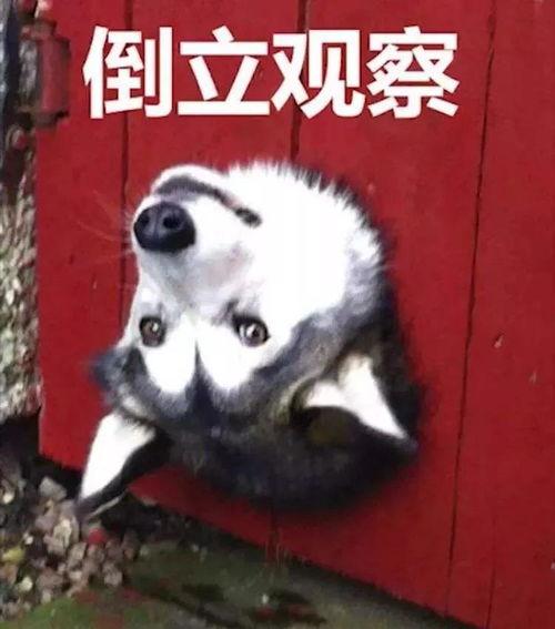 狗吃瓜卡住了,卡住喉咙的紧急救援