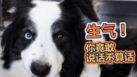 狗吃瓜卡住了,卡住喉咙的紧急救援