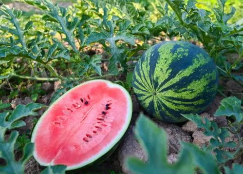 李姓吃瓜,揭秘娱乐圈背后的故事