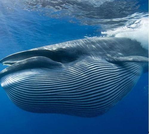 鲸吃瓜爱吃瓜什么意思啊,探寻鲸类独特饮食习惯的奥秘