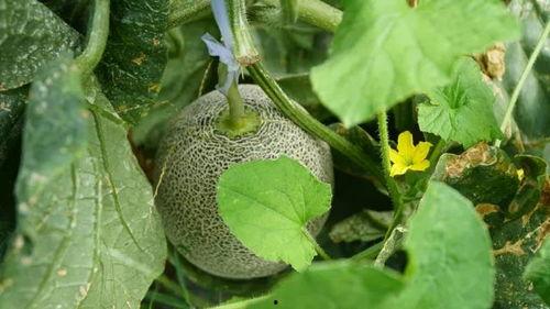 带你吃瓜竹子怪兽