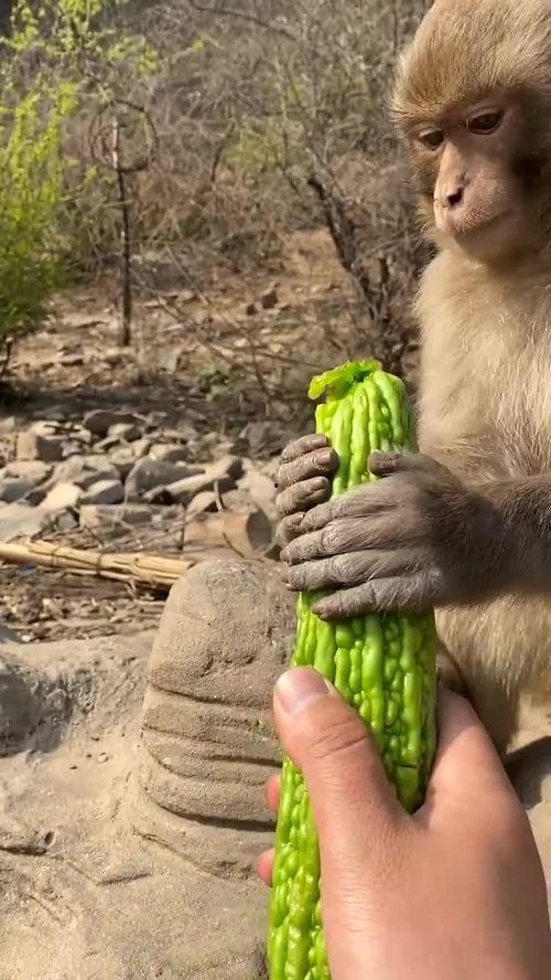 吃瓜猴库,揭秘娱乐圈幕后故事