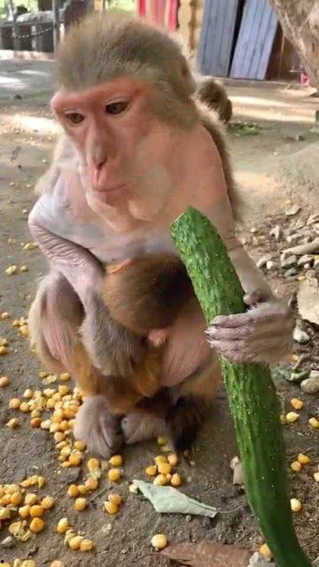 猴子吃瓜嚼不动,趣味解读动物食趣与消化之谜