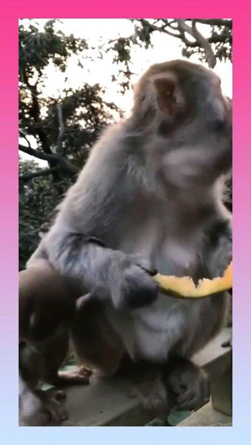 猴子吃瓜嚼不动,趣味解读动物食趣与消化之谜