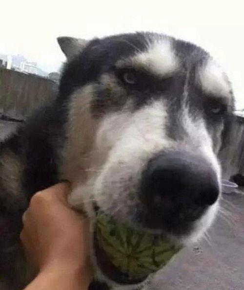 狗子吃瓜吗,揭秘它们对“吃瓜”的独特看法