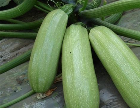 吃大瓜的好处,揭秘吃大瓜的五大益处