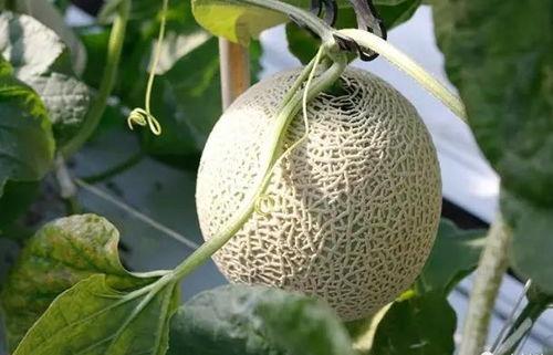 变魔术吃瓜,一场视觉与味觉的双重盛宴