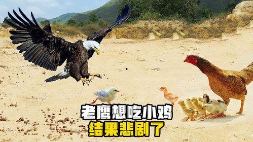 老鹰吃小鸡吃瓜,自然界的生存法则与和谐共生