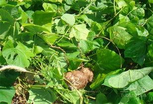 梦见分土瓜吃,分土瓜共享的甜蜜启示