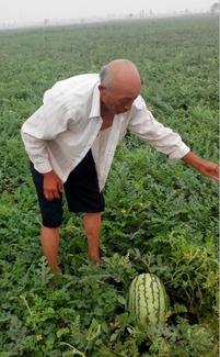 邢台任县吃瓜事件,一场网络热议背后的真相与反思