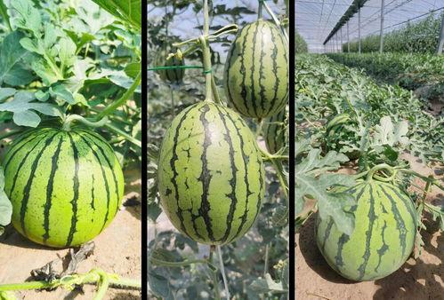 太和华源吃瓜详情,揭秘幕后真相与网络热议