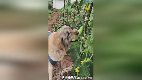 反派小狗吃瓜视频,揭秘娱乐圈背后的秘密