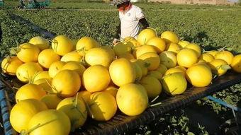 大漠吃瓜-免费吃瓜,免费畅享瓜果盛宴，尽在大漠吃瓜平台  第2张