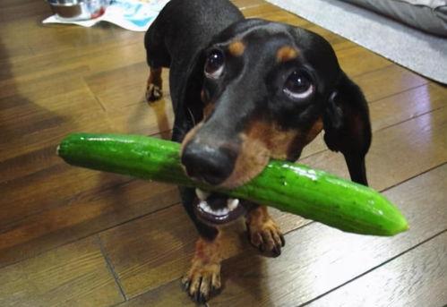 抓赌狗吃瓜,抓赌狗吃瓜背后的真相  第2张