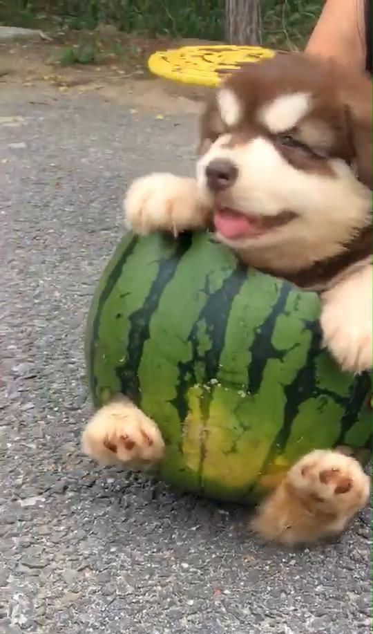 抓赌狗吃瓜,抓赌狗吃瓜背后的真相  第3张