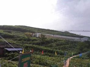 乡镇吃瓜事件,一场引发热议的乡村奇闻